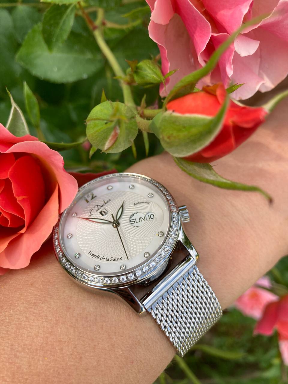 Coquille D 713.16.33 M