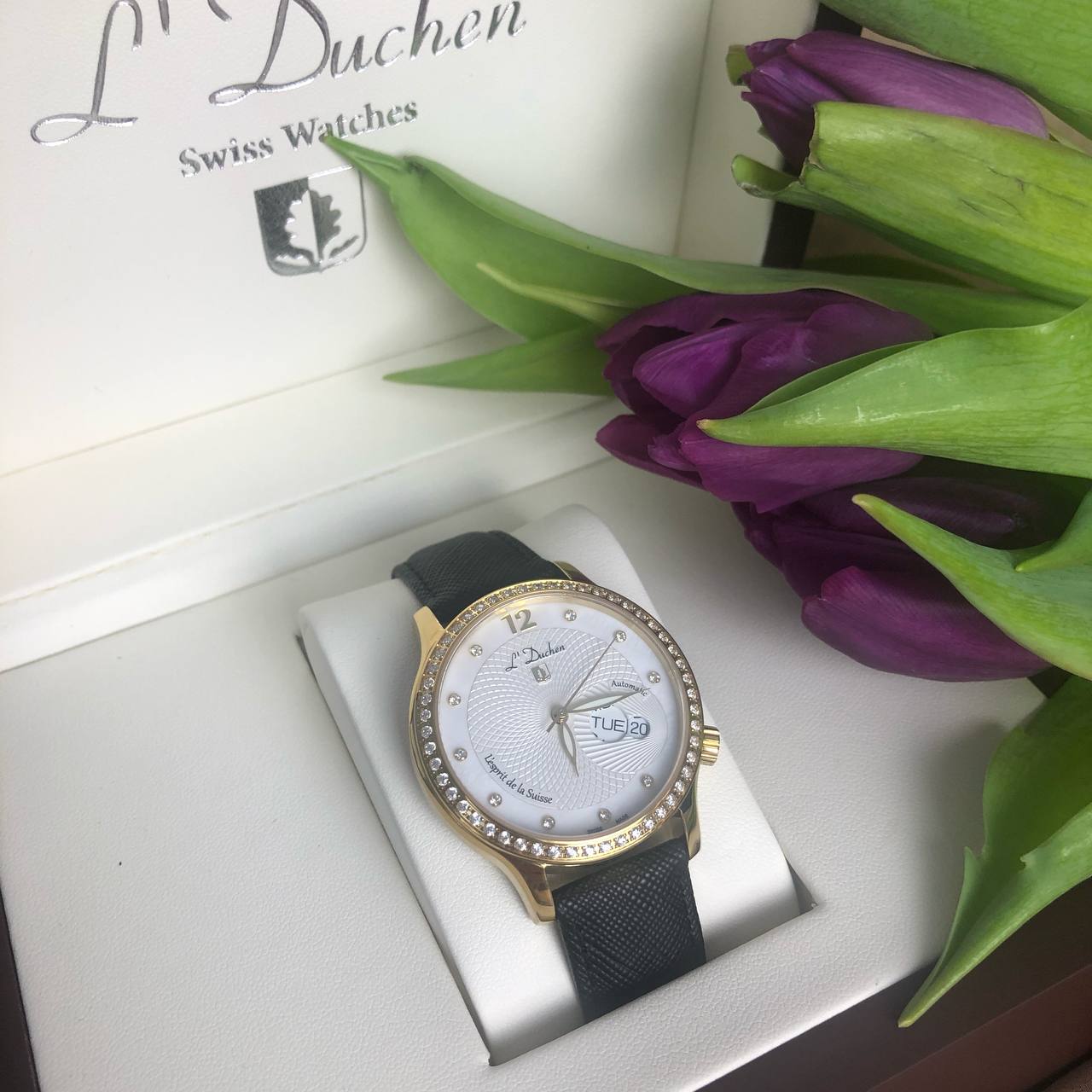 Coquille D 713.21.33